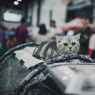 Фото Выставка Мир кошек 2017